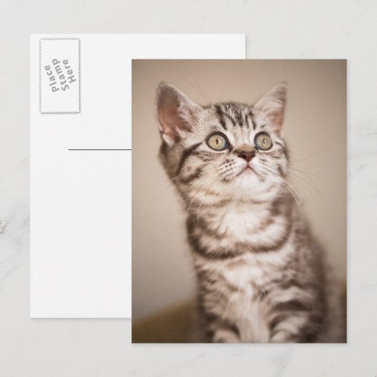Cute Gray British Short Hair Kitten (Blue Tabby) Briefkaart (Voorkant / Achterkant)