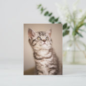 Cute Gray British Short Hair Kitten (Blue Tabby) Briefkaart (Staand voorkant)
