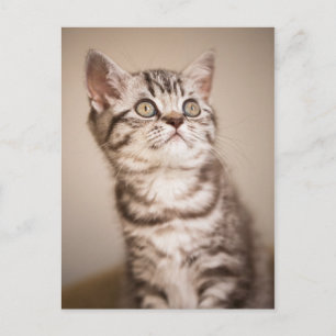 Cute Gray British Short Hair Kitten (Blue Tabby) Briefkaart