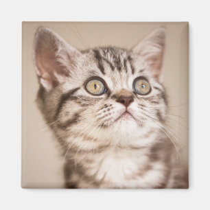 Cute Gray British Short Hair Kitten (Blue Tabby) Magneet