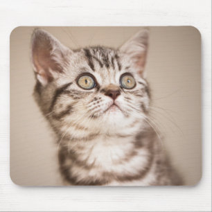 Cute Gray British Short Hair Kitten (Blue Tabby) Muismat