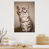 Cute Gray British Short Hair Kitten (Blue Tabby) Poster (Keuken)