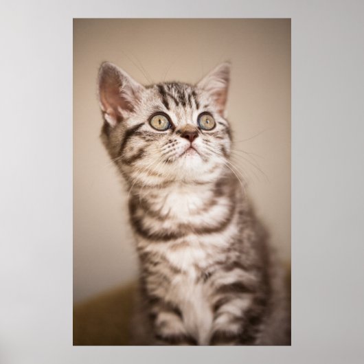 Cute Gray British Short Hair Kitten (Blue Tabby) Poster (Voorkant)