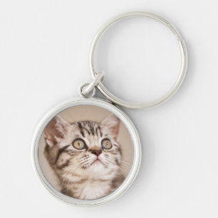 Cute Gray British Short Hair Kitten (Blue Tabby) Sleutelhanger