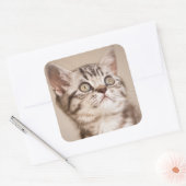 Cute Gray British Short Hair Kitten (Blue Tabby) Vierkante Sticker (Envelop)
