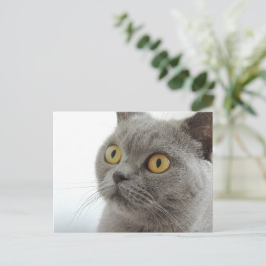 Cute Gray Cat Briefkaart (Staand voorkant)