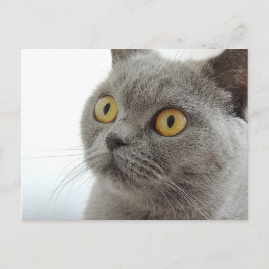 Cute Gray Cat Briefkaart (Voorkant)