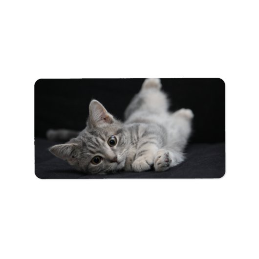 Cute Gray Cat Etiket (Voorkant)