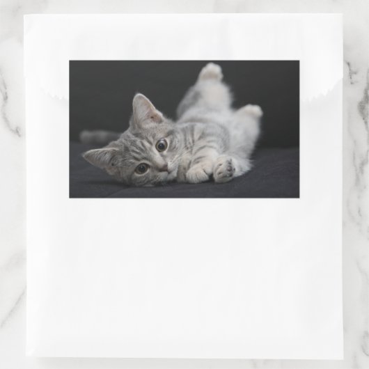 Cute Gray Cat Rechthoekige Sticker (Tas)