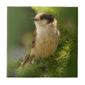 Cute Gray Jay/Whiskeyjack Songbird on Fir Tree Tegeltje (Voorkant)