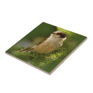 Cute Gray Jay/Whiskeyjack Songbird on Fir Tree Tegeltje
