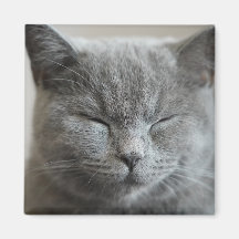 Cute Gray Kat Face Photo Magnet