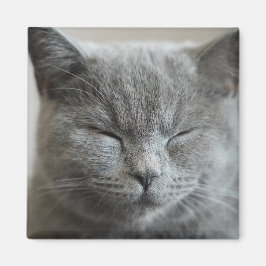 Cute Gray Kat Face Photo Magnet