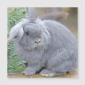 Cute gray konijn (Voorkant)