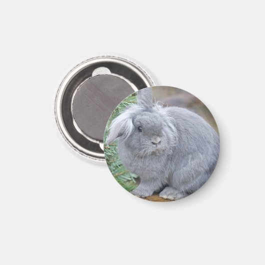 Cute gray konijn magneet (Voorkant / Achterkant)