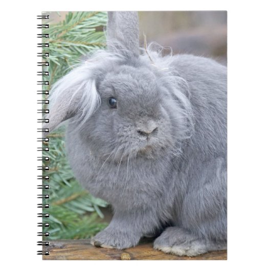 Cute gray konijn notitieboek (Voorkant)
