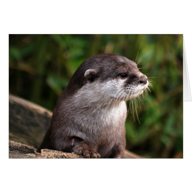 Cute gray otter (Voorkant Horizontaal)
