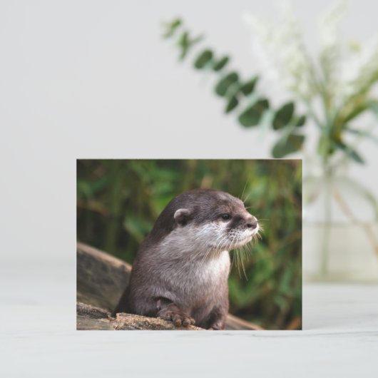 Cute gray otter briefkaart (Staand voorkant)