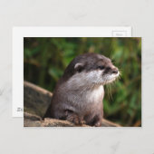 Cute gray otter briefkaart (Voorkant / Achterkant)