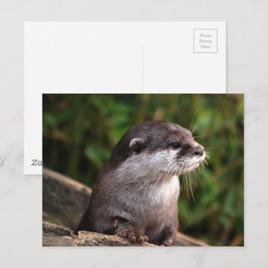 Cute gray otter briefkaart (Voorkant / Achterkant)