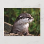 Cute gray otter briefkaart (Voorkant)