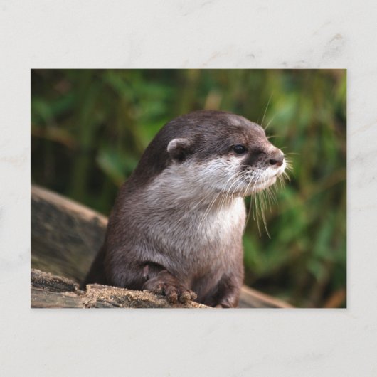 Cute gray otter briefkaart (Voorkant)