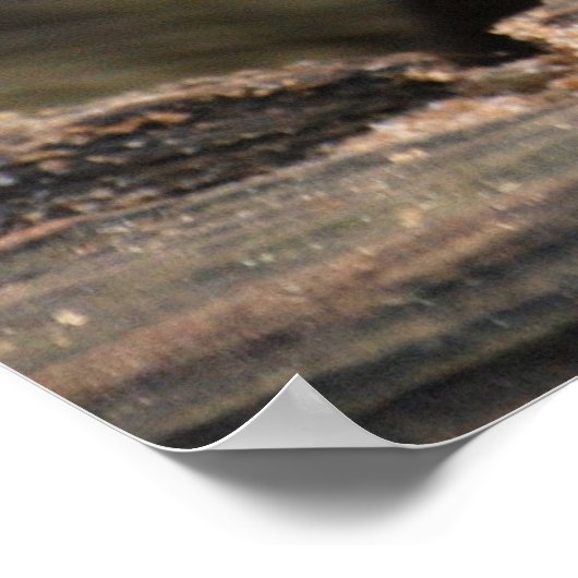 Cute gray otter poster (Hoek)