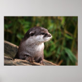 Cute gray otter poster (Voorkant)