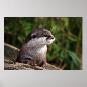 Cute gray otter poster