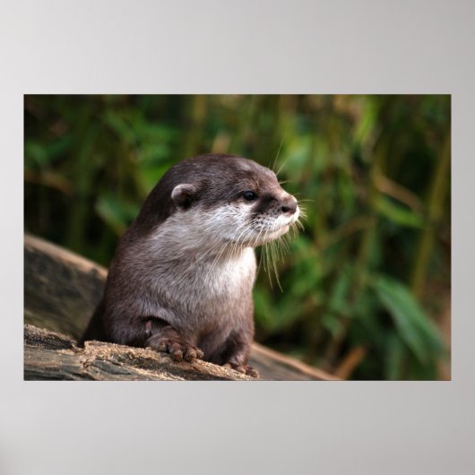 Cute gray otter poster (Voorkant)