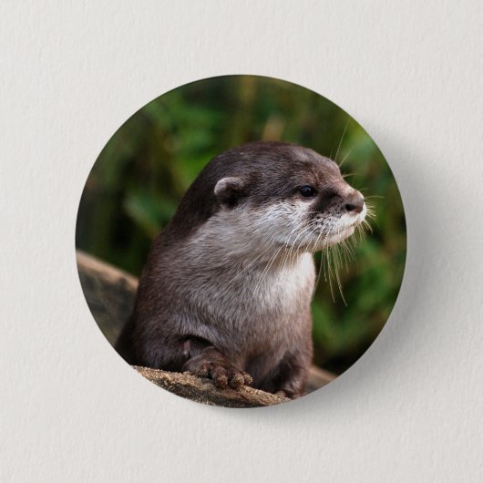 Cute gray otter ronde button 5,7 cm (Voorkant)