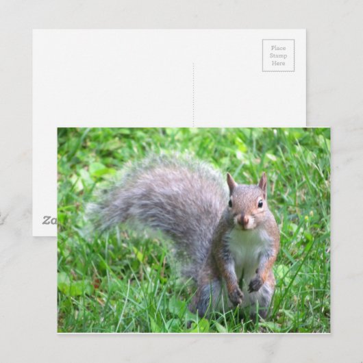 Cute Gray Squirrel Briefkaart (Voorkant / Achterkant)