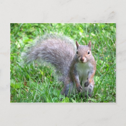 Cute Gray Squirrel Briefkaart (Voorkant)