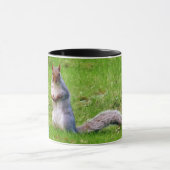 Cute Gray Squirrel Mok (Midden)