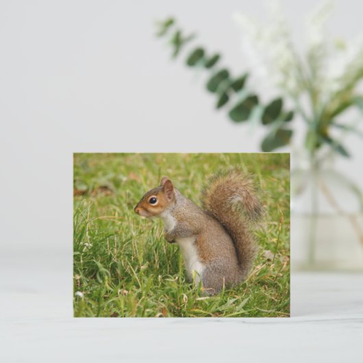 Cute Gray Squirrel Postcard Briefkaart (Staand voorkant)