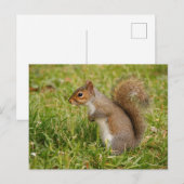 Cute Gray Squirrel Postcard Briefkaart (Voorkant / Achterkant)
