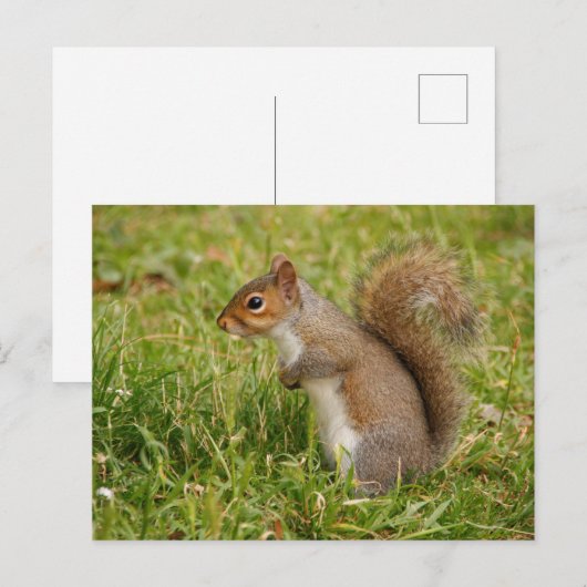Cute Gray Squirrel Postcard Briefkaart (Voorkant / Achterkant)
