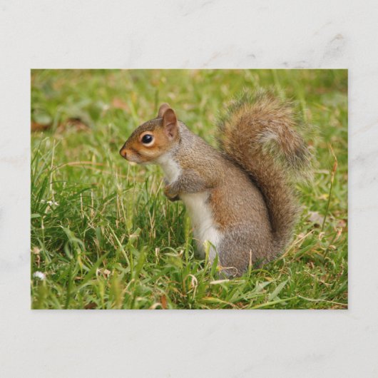 Cute Gray Squirrel Postcard Briefkaart (Voorkant)