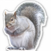 Cute Gray Squirrel Sticker (Voorkant)