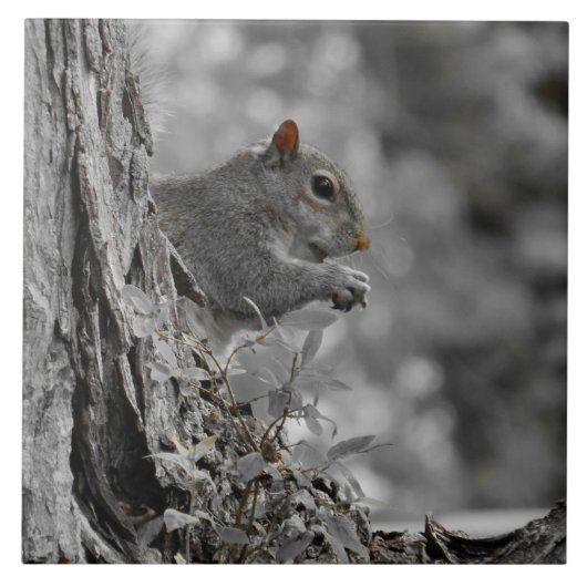 Cute Gray Squirrel Tegeltje (Voorkant)