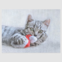 Cute Gray Tabby Cat met kerstPet Xmas