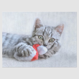 Cute Gray Tabby Cat met kerstPet Xmas Tissuepapier