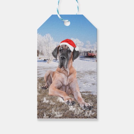 Cute Great Dane Dog Sitting in Snow-Kerstmis-Pet Cadeaulabel (Voorkant)