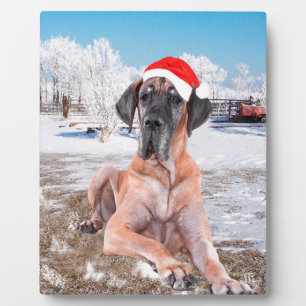 Cute Great Dane Dog Sitting in Snow-Kerstmis-Pet Fotoplaat
