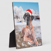 Cute Great Dane Dog Sitting in Snow-Kerstmis-Pet Fotoplaat (Zijkant)