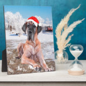 Cute Great Dane Dog Sitting in Snow-Kerstmis-Pet Fotoplaat (Zijkant)