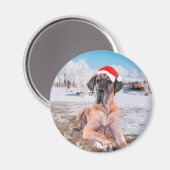 Cute Great Dane Dog Sitting in Snow-Kerstmis-Pet Magneet (Voorkant / Achterkant)