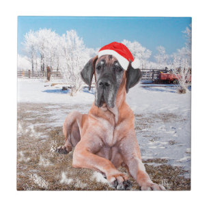 Cute Great Dane Dog Sitting in Snow-Kerstmis-Pet Tegeltje