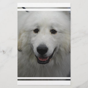 Cute Great White Pyreneeën