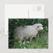 Cute Greedy Sheep Eating Briefkaart (Voorkant / Achterkant)